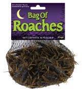 Roaches
